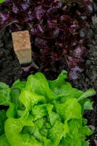 green and purple lettuce on ground